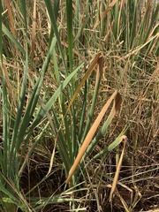 Typha