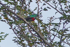 Cinnyris chalybeus subalaris