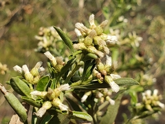 Baccharis heterophylla