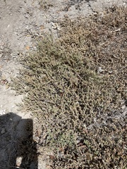 Atriplex pacifica