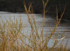 Chroicocephalus ridibundus