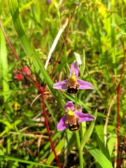 Ophrys apifera