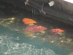 Leptogorgia chilensis