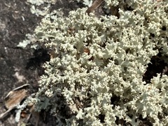 Cladonia caroliniana