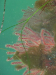 Leptogorgia chilensis