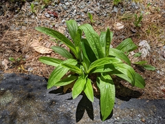 Digitalis grandiflora