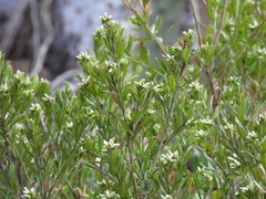 Baccharis heterophylla