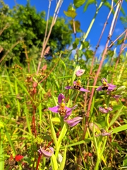 Ophrys apifera