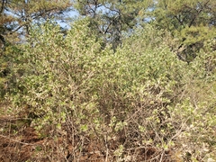 Baccharis heterophylla