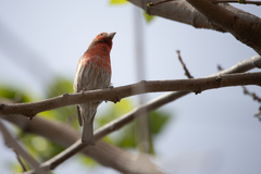 Haemorhous mexicanus