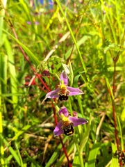 Ophrys apifera