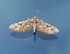 Eupithecia lanceata