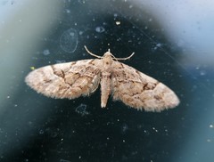 Eupithecia lanceata