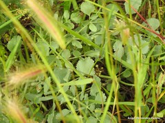 Pimpinella villosa