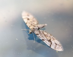 Eupithecia lanceata