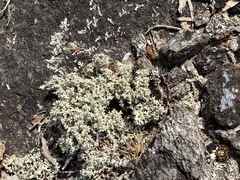Cladonia caroliniana