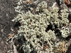 Cladonia caroliniana