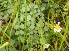 Pimpinella villosa