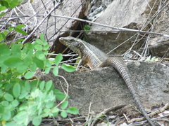 Matobosaurus validus