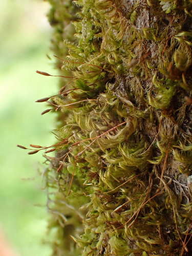 Vislioji pilezija nuotrauka