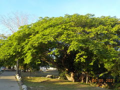 Enterolobium