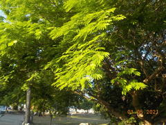 Enterolobium