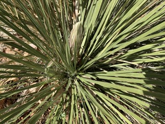 Yucca intermedia