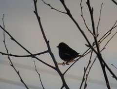 Chloris chloris