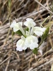 Acanthomintha ilicifolia
