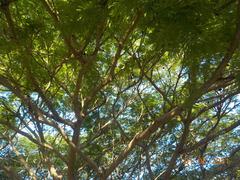 Enterolobium