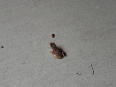 Poyntonophrynus fenoulheti