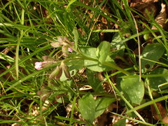 Pulmonaria officinalis