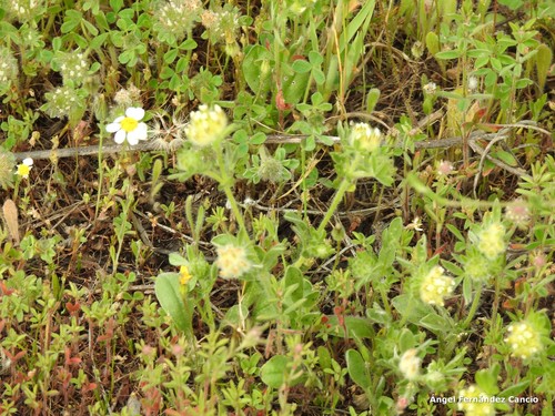 Anthyllis cornicina