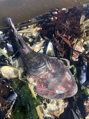 Chorisochismus dentex