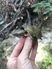 Sternotherus peltifer