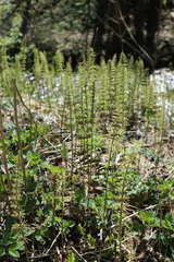 Equisetum pratense
