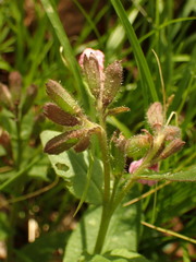 Pulmonaria officinalis