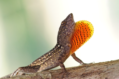 Anolis sagrei