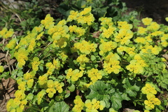 Chrysosplenium alternifolium