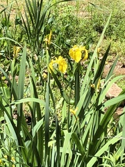 Iris pseudacorus