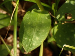 Pulmonaria officinalis
