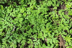 Aegopodium podagraria