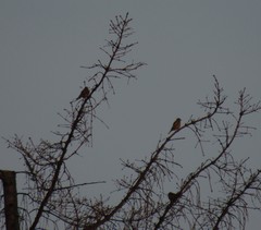 Chloris chloris