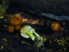 Gymnopus ocior