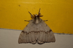 Lymantria xylina