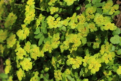 Chrysosplenium alternifolium