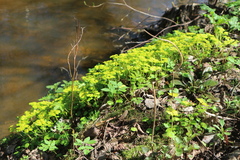 Chrysosplenium alternifolium
