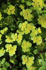 Chrysosplenium alternifolium