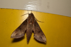 Rhagastis mongoliana