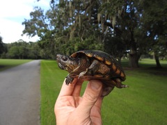 Kinosternon subrubrum subrubrum